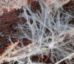 Mycelium pestovaných húb: čo to je?