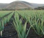 Aloe suyunun iyileştirilmesi - hangi hastalıklara yardımcı olur ve ağızdan nasıl alınır?