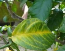 Если опадают листья лимона: причины, методы борьбы